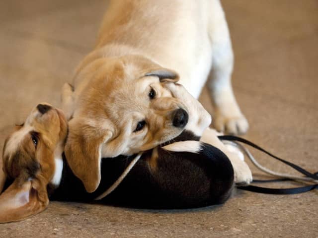 There are a number of gorgeous dogs that love being around children. 
(Photo credit: DON EMMERT/AFP via Getty Images)