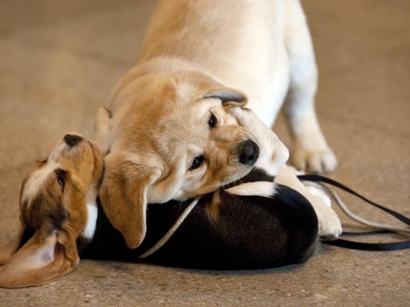 There are a number of gorgeous dogs that love being around children. 
(Photo credit: DON EMMERT/AFP via Getty Images)