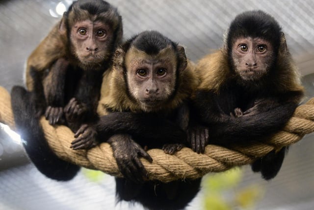 There is capuchin monkey reported to be in the East Hampshire District Council area. Picture: OLGA MALTSEVA/AFP via Getty Images.