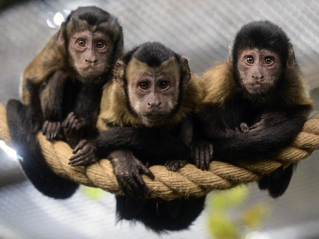 There is capuchin monkey reported to be in the East Hampshire District Council area. Picture: OLGA MALTSEVA/AFP via Getty Images.