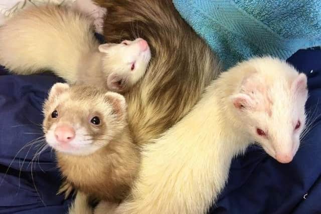 Pippin, Dorothy and Banjo are ferrets at Stubbington Ark RSPCA who are looking for a home
