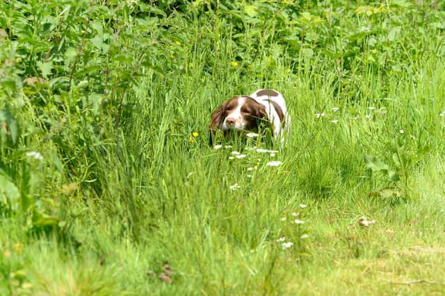 A police dog joins the hunt for missing teenager Louise. Picture: Sarah Standing (170520-2111)