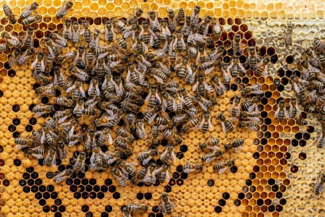 Weekend Cover story on what its like to be a bee keeper

Pictured: Bees within the bee hive in West Ashling on 29th March 2022

Picture: Habibur Rahman