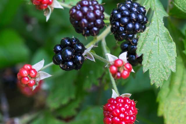 The blackberrying season is upon us. Pick them regularly if you're lucky enough to have them in your garden.