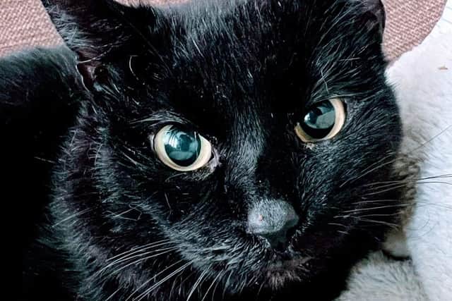 Shaun the Cat is now looking for his forever home after donations paid his emergency vet bill.