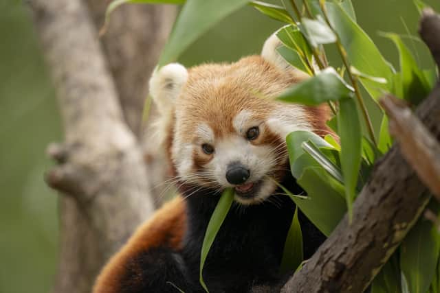 Mei Mei the red panda of Marwell Zoo has sadly died.