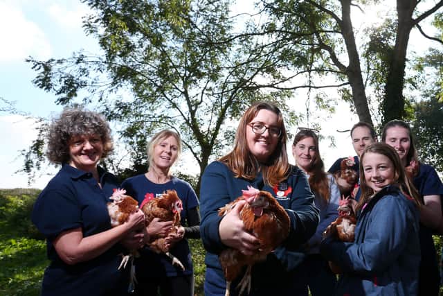 Rose MacDonald, third left, and volunteers. British Hen Welfare Trust rehomes hens, Rowlands Castle
Picture: Chris Moorhouse