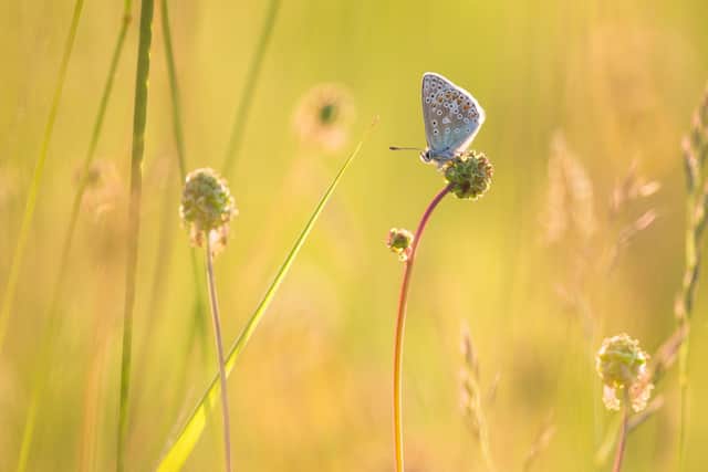 South Downs Summer by Thomas Moore Highly Commended in South Downs National Park Photo competition 2021/22