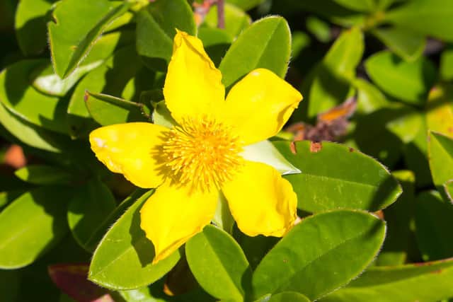 The shrub hibbertia