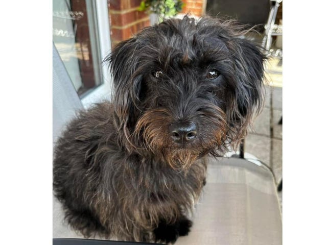 This picture of Miss Willow is absolutely adorable.