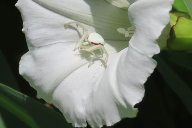 Local Nature Recovery Strategy for Hampshire 2025. Image: Hampshire County Council