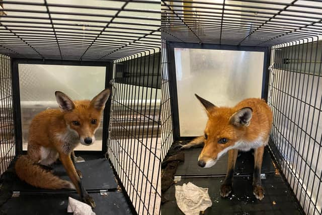 The errant fox that ran rampart in The Laundry Room, a laundrette in Kingston Road, Portsmouth, has been retrieved by RSPCA officers. Picture: Tariq Danba.