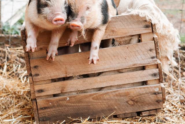 Kew Little Pigs is the UK's leading ethical breeder of micro pigs - Animal News Agency