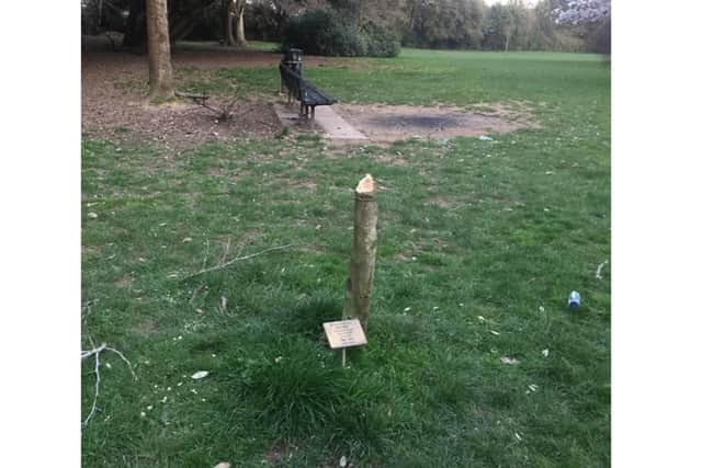 The memorial tree and plaque in Stanley Park, planted in memory of Daniel Day. Picture: Dave Cox