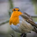 There are plenty of things that gardeners can do to support wildlife - Animal News Agency