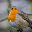 There are plenty of things that gardeners can do to support wildlife - Animal News Agency