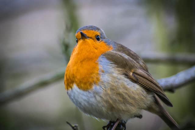 There are plenty of things that gardeners can do to support wildlife - Animal News Agency