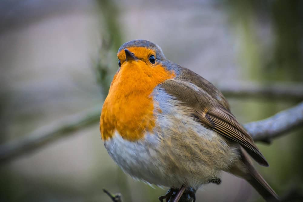 There are plenty of things that gardeners can do to support wildlife - Animal News Agency
