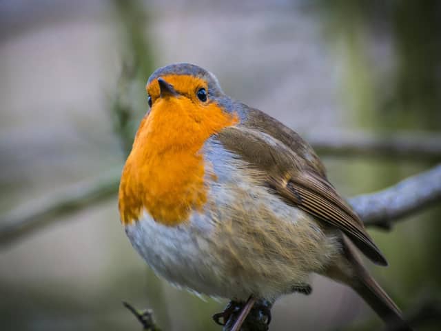 There are plenty of things that gardeners can do to support wildlife - Animal News Agency