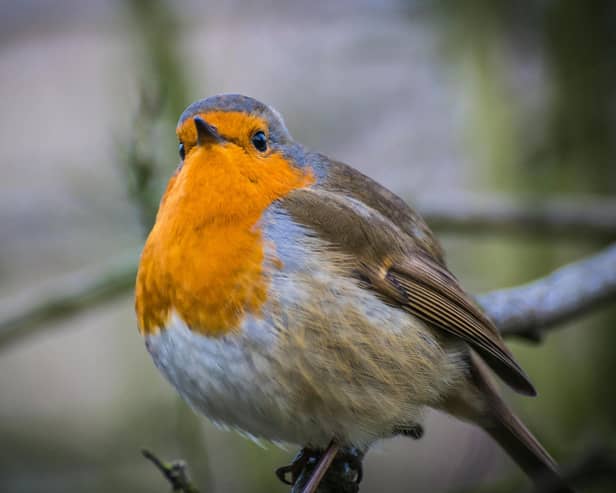 There are plenty of things that gardeners can do to support wildlife - Animal News Agency