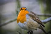 There are plenty of things that gardeners can do to support wildlife - Animal News Agency