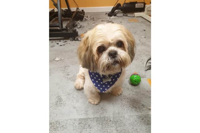Five-year-old Shih Tzu Toby needs surgery to make him able to see again, and owners Sharon and Martin Wotherspoon are raising funds for this. Pictured: Toby