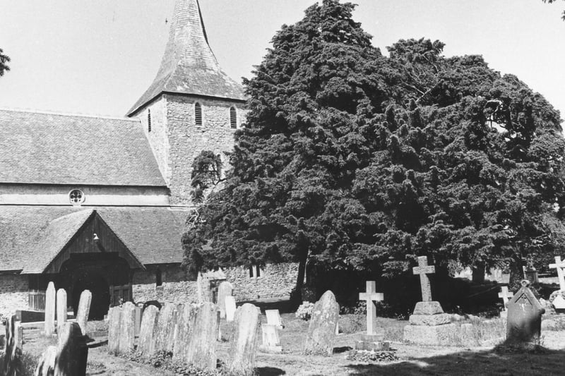 1000 year old yew tree measuring 30 feet around the trunk, St Mary's parish church, St Mary's Road, Hayling in 1987. The News PP4854