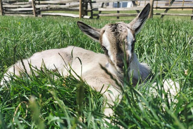Baby goat at Butser Ancient Farm. Picture: Victoria Melluish