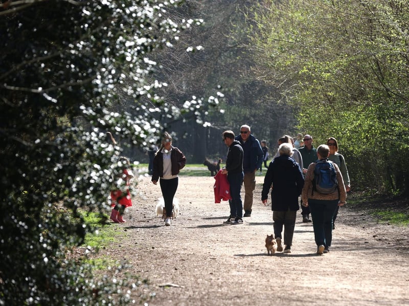 Hundred Acre Woods is popular with dog walkers
Picture: Sam Stephenson.