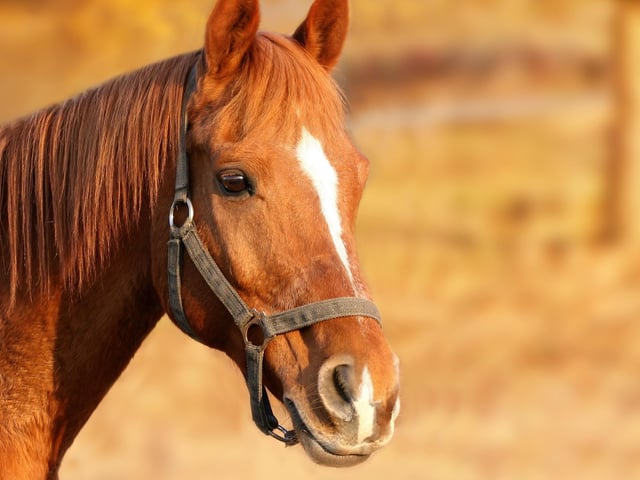 Nobbo is old Notts for horse, according to the exhibition.