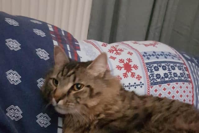 Marley, a tabby three-year-old who was taken into care when his owner had to move into a care home, is looking for a home with help from Gosport Cats Protection