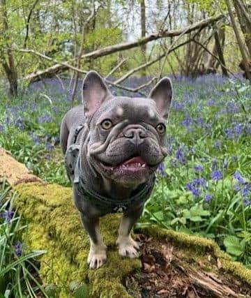 French Bulldog Frank needed emergency treatment at St Peter's Vets in Petersfield after swallowing a fish hook.