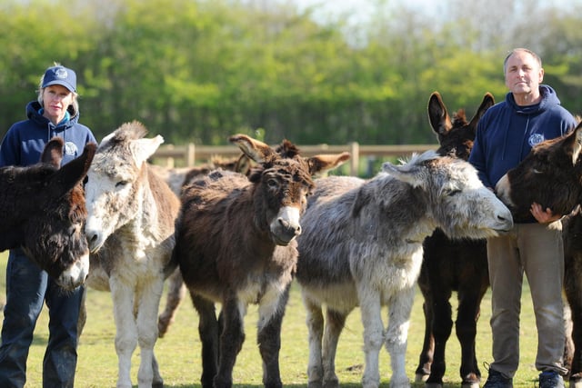 The Hayling Island Donkey Sanctuary is one of the many local animal sanctuaries that have hundreds of visitors each year. It is a free place to visit and the charity only asks for donations. 

Pictured is: Tracey and Paul Hunt, owners of Hayling Island Donkey Sanctuary.

Picture: Sarah Standing