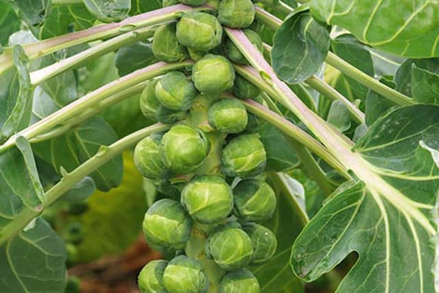 Brussels sprout Crispus. 