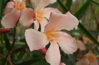 Expect a blooing marvellous show | Picture supplied by Garden Show