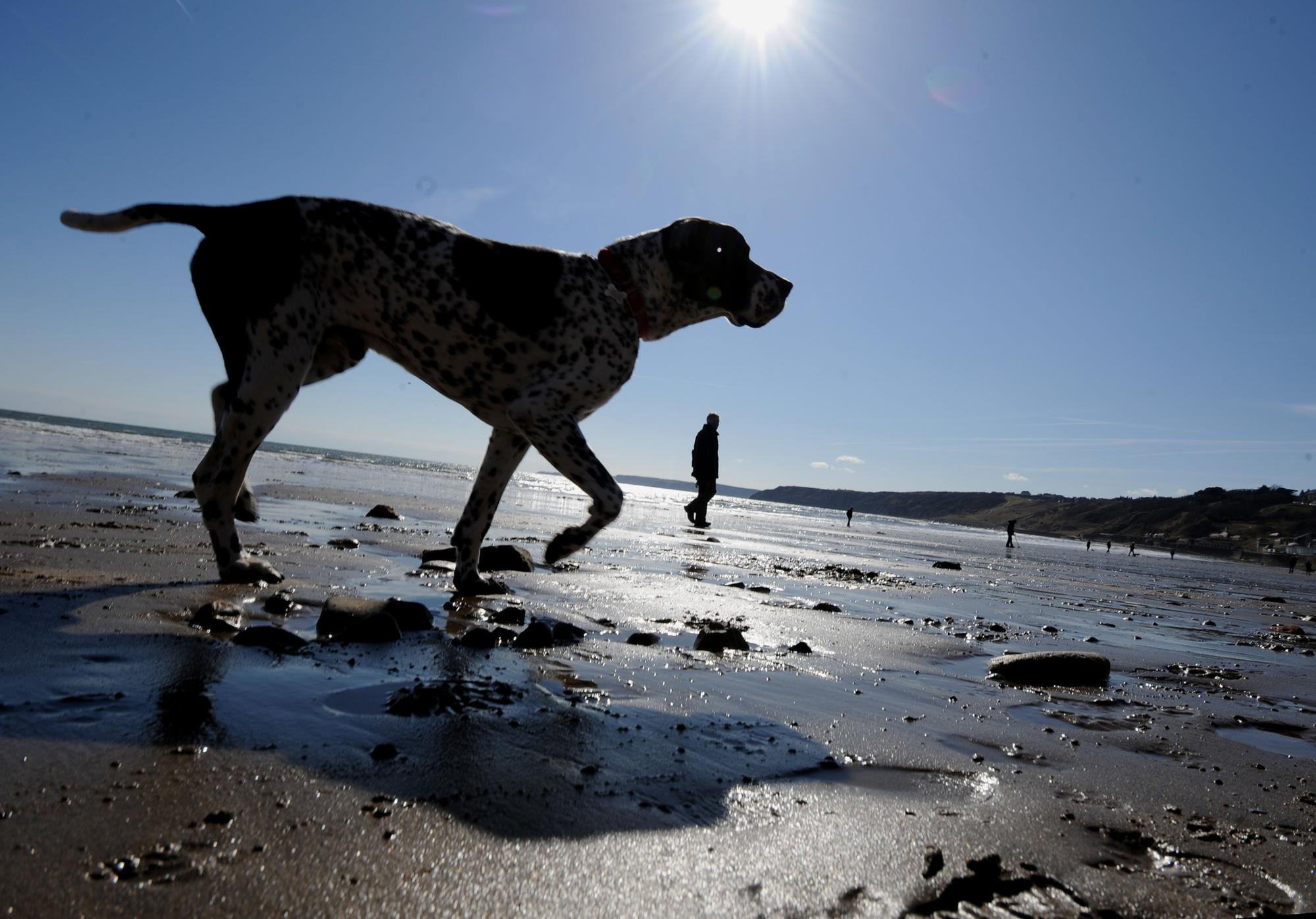 7 places you could be fined if you take your dogs