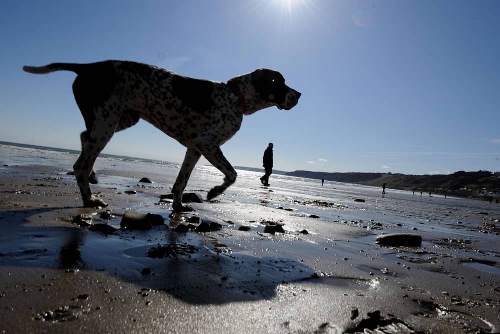 Here are seven places you can't take your dog