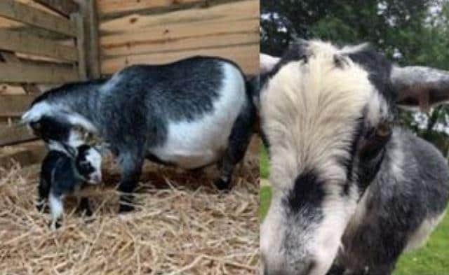 Lulu and Dolly have been found. Picture: Hampshire Constabulary