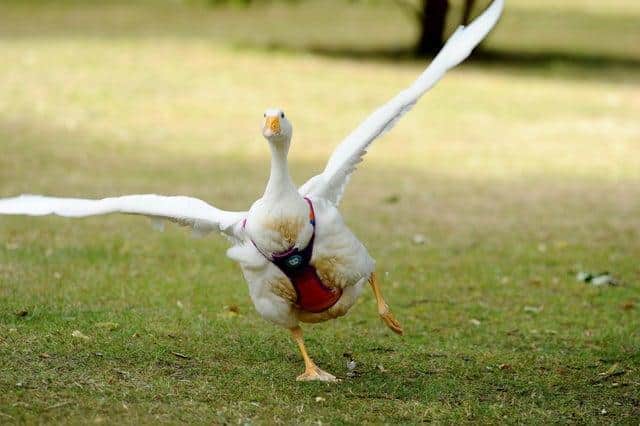 Emery the goose captured our hearts in July. Picture: Sarah Standing