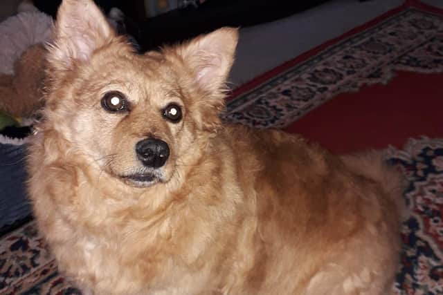 Marena has had to give Micha and other pets recommended medication in the past to sedate them while firework displays are going on.