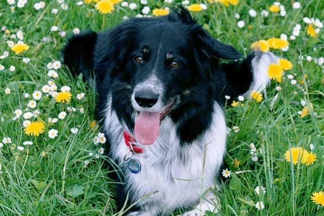Rico, the original smartest dog. Picture: Susanne Baus