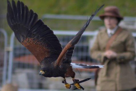 Free falconry weekends, a free Easter bunny hunt and seasonal craft workshops are all on offer at Fort Nelson this Easter holiday. Birds of prey will take to the skies over the Victorian fort on April 1, 2, 15 and 16 and there will be a free Easter bunny hunt for younger visitors between April 1 and 16. Both are free but visitors need to book their admission tickets online in advance to guarantee entry to the site. Make and Take crafts sessions will run on April 3, 4, 11 and 12 at the cost of £12 per session, suitable for ages 5 – 9 and these craft workshops need to be booked in advance online. And there is the fort itself which provides a great day out for all the family. Museum admission free. Car parking is £3, to be paid on arrival. royalarmouries.org/venue/fort-nelson