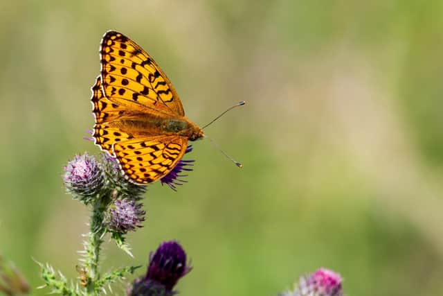 Some butterflies hibernate during the winter whilst others have a lifespan of two to four weeks during the warmer months.