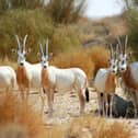 
The scimitar-horned oryx will have its own awareness day thanks to hundreds of Marwell Wildlife supporters.

