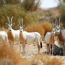 Marwell Zoo is celebrating their efforts of bringing the Scimitar-horned oryx back from the brink of extinction.