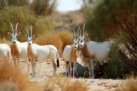 
The scimitar-horned oryx will have its own awareness day thanks to hundreds of Marwell Wildlife supporters.

