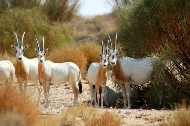 Marwell Zoo is celebrating their efforts of bringing the Scimitar-horned oryx back from the brink of extinction.