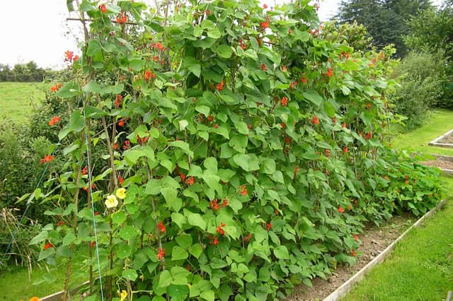 Runner beans are Brian Kidd's favourite vegetable.