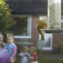 Bargain bird food will be arriving in stores this week