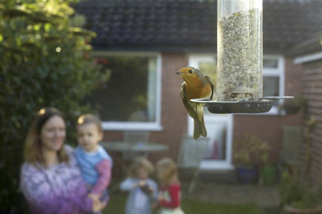 Bargain bird food will be arriving in stores this week